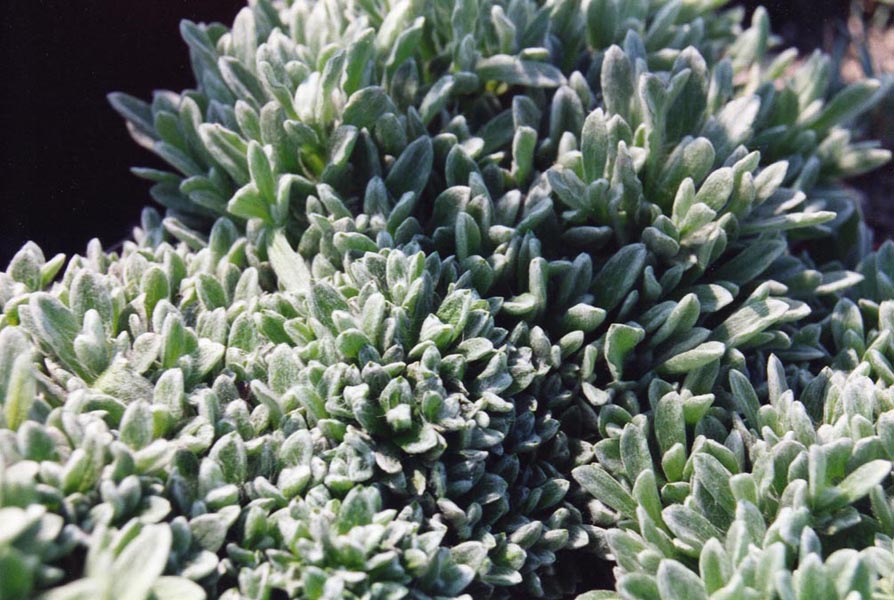 Helichrysum plicatum ssp plicatum en fleurs sur des pentes pierreuses ensoleillées des Balkans